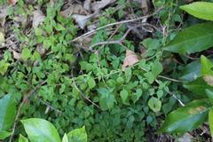 Parietaria debilis