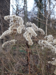 Solidago gigantea
