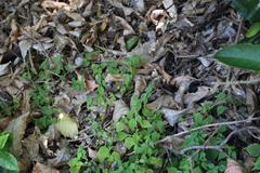 Parietaria debilis