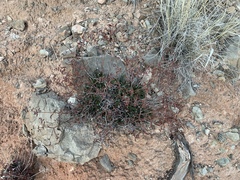 Eriogonum wootonii
