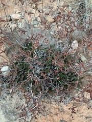 Eriogonum wootonii