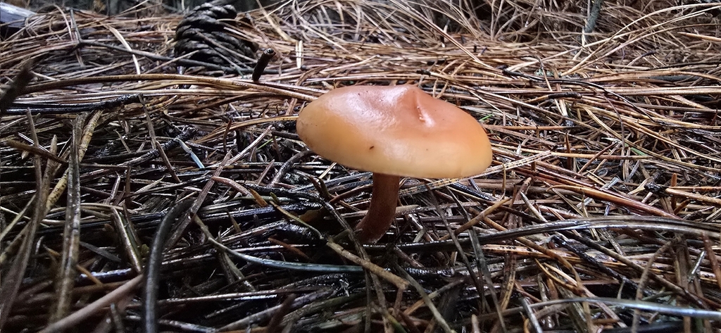 Paralepista gilva · December 2025 · photo: © leannestacy (iNaturalist, cc0)