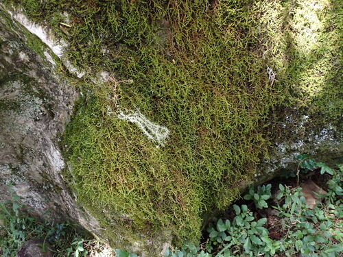Papillaria crocea observed 2025-11-27