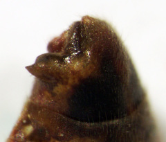 Chinamiris muehlenbeckiae