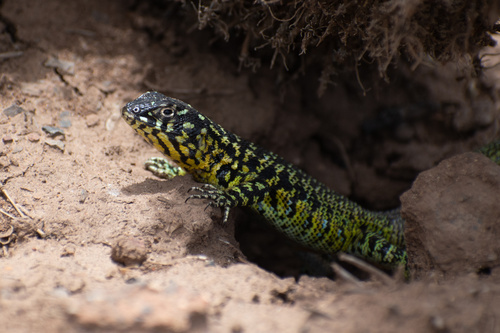 Liolaemus zapallarensis zapallarensis