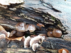 Mycena tintinnabulum