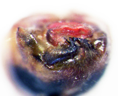 Chinamiris muehlenbeckiae