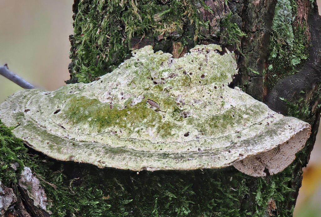 Trametes gibbosa · December 2025 · photo: © gillessanmartin (iNaturalist, cc0)