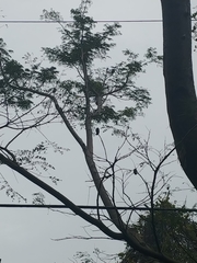 Enterolobium cyclocarpum