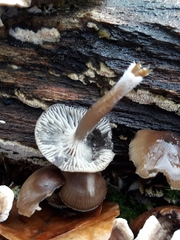 Mycena tintinnabulum