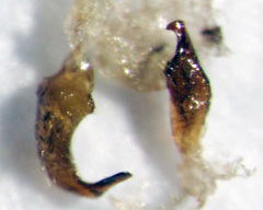 Chinamiris muehlenbeckiae