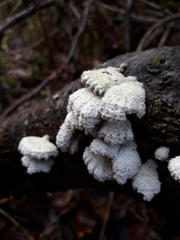 Schizophyllum commune