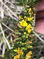 Aspalathus spinosa flavispina