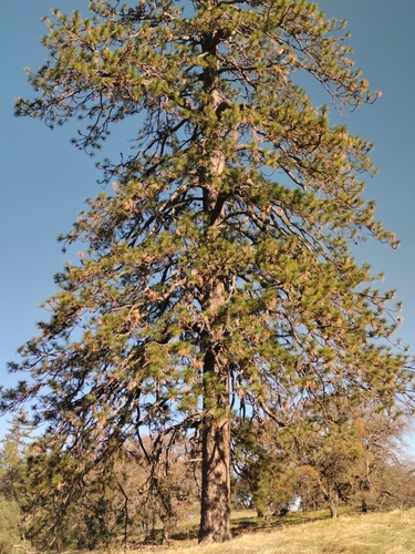 Pinus ponderosa var. benthamiana