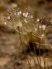 Allium inaequale