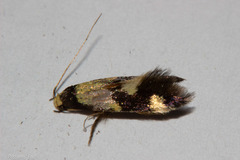 Opogona comptella