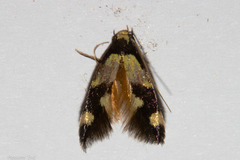 Opogona comptella