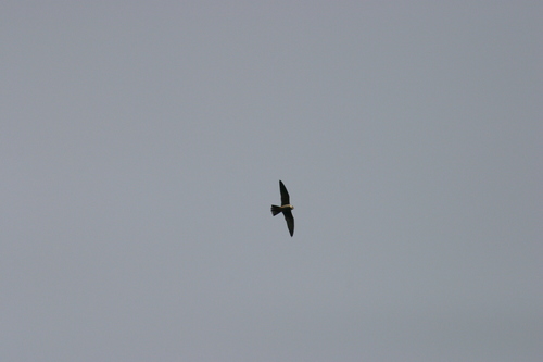 Falco subbuteo