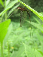 Hexagenia bilineata
