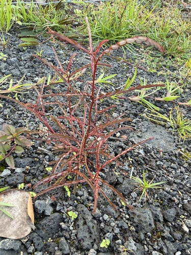 Chamberbitter (Phyllanthus urinaria)