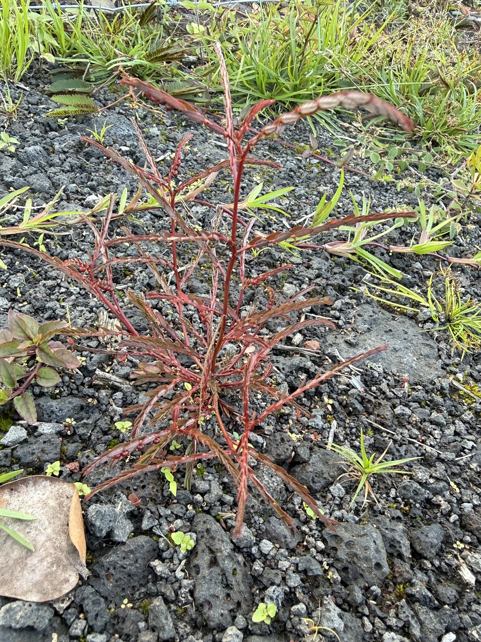 Chamberbitter (Phyllanthus urinaria)