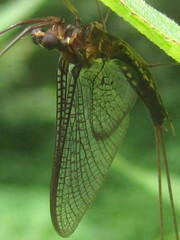 Hexagenia bilineata