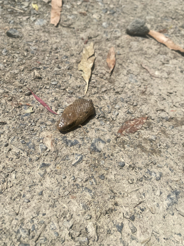 Eastern Brown Snake sighting