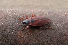 Gastrodes pacificus