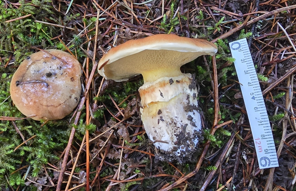 Suillus caerulescens · December 2025 · photo: © leannestacy (iNaturalist, cc0)