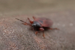 Gastrodes pacificus