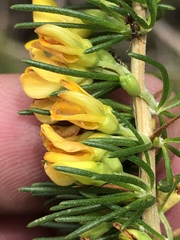 Aspalathus spinosa flavispina