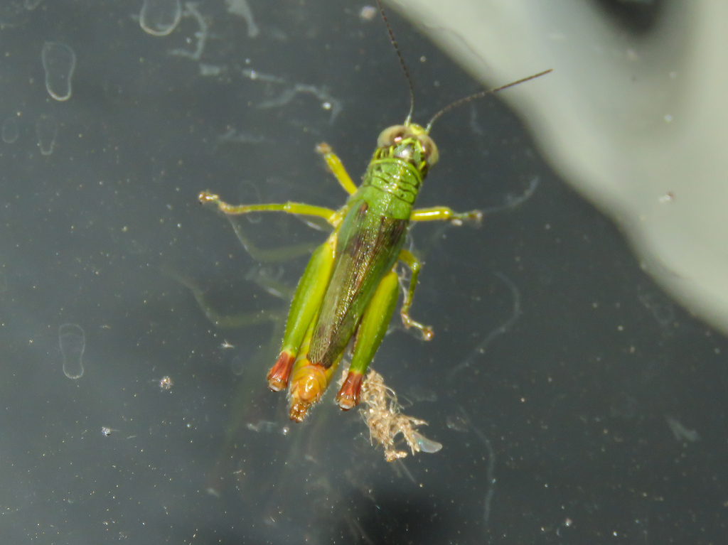 Zodiacris fibulifer