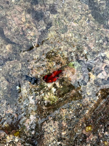 Heterocentrotus mamillatus observed 2025-12-11