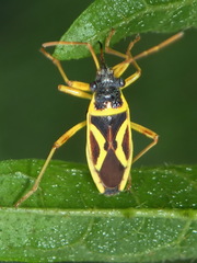 Acinocoris flavicornis