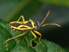 Acinocoris flavicornis