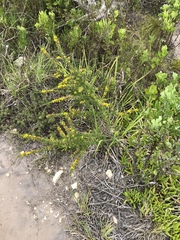 Aspalathus spinosa flavispina