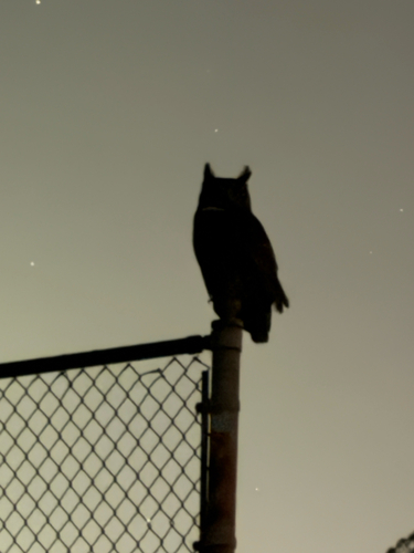 View observation of {o.common_name} on iNaturalist