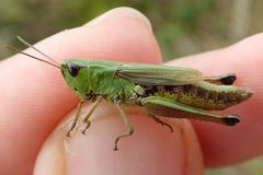 Pseudochorthippus montanus