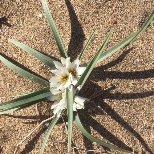 Colchicum psammophilum (Colchicum psammophilum)