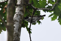Ficedula hypoleuca