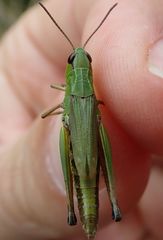 Pseudochorthippus montanus