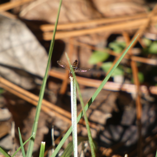 Unknown species found near Highlands/Perkins, Baton Rouge, LA, USA
