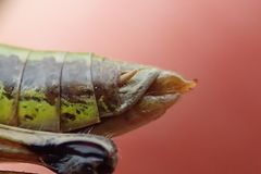 Pseudochorthippus montanus