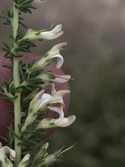 Aspalathus hispida albiflora