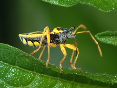 Acinocoris flavicornis