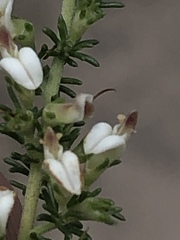 Aspalathus hispida albiflora