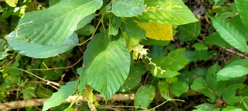 wild hops (Flemingia strobilifera)