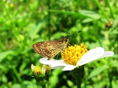 Callimormus juventus