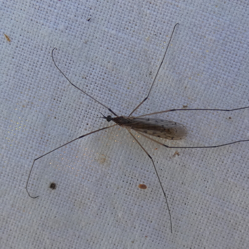 Unknown species found near Highlands/Perkins, Baton Rouge, LA, USA
