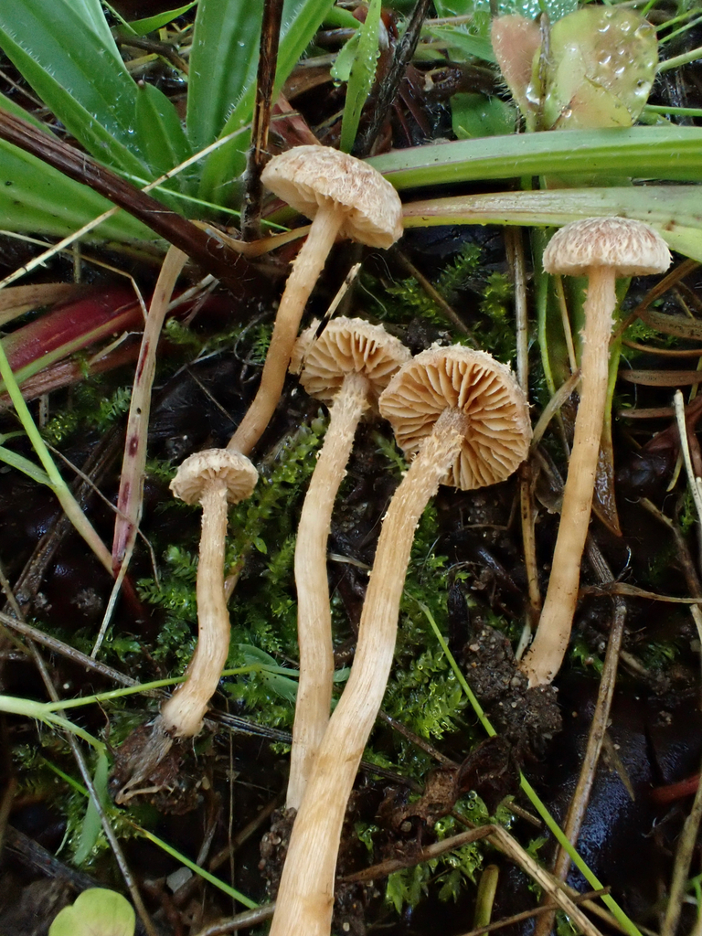 Tubaria conspersa